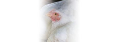 Imagen Revista Importancia del uso de protectores hepáticos en el rendimiento de la producción de pollos de engorde