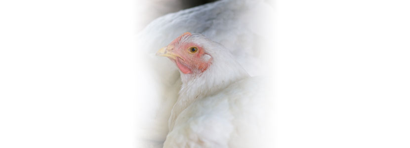 Importancia del uso de protectores hepáticos en el rendimiento de la producción de pollos de engorde