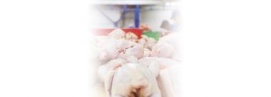 Imagen Revista Procesamiento de pollos, pequeños detalles que afectan al rendimiento y los gastos de operación