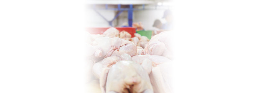 Procesamiento de pollos, pequeños detalles que afectan al rendimiento y los gastos de operación