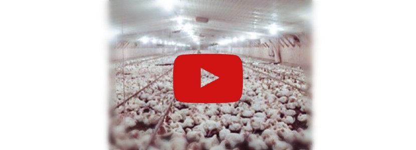 ¿Cómo obtener una óptima ventilación?: Vídeo para el avicultor