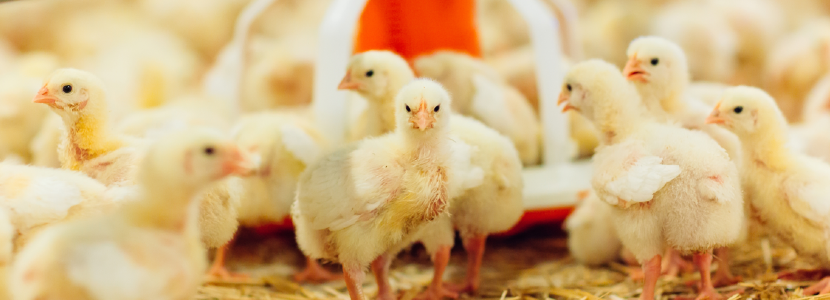 Avicultura brasileña: Renueva seguro avícola ante posibles casos de Influenza...