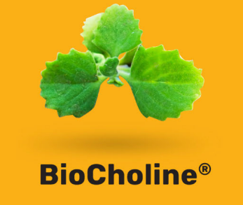 Biocholine® y Betaína: Una Posible Combinación Sinérgica en las Dietas de Aves