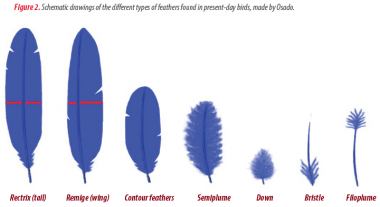 Feather development and integrity in broiler breeders