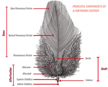 Feather development and integrity in broiler breeders