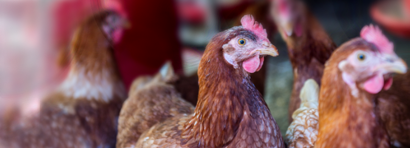 Honduras-avicultores-capacitación-bioseguridad-aviar