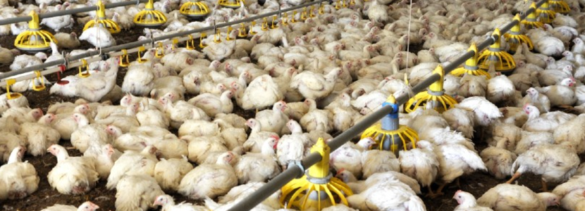 México-Producción-carne-pollo-mostró-incremento-2,9%-en-2020