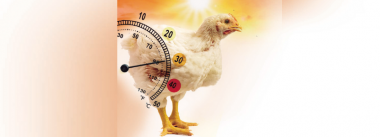 Imagen Revista Nutrição e Estresse Térmico para Frangos de Corte