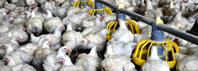 Paraguay-Exportaciones-carne-ave-caen-7,43%-enero-2021