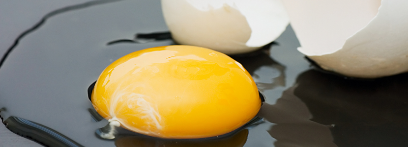 How important is the yolk during embryo development?