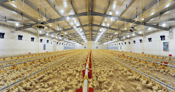 producción avícola catalunya