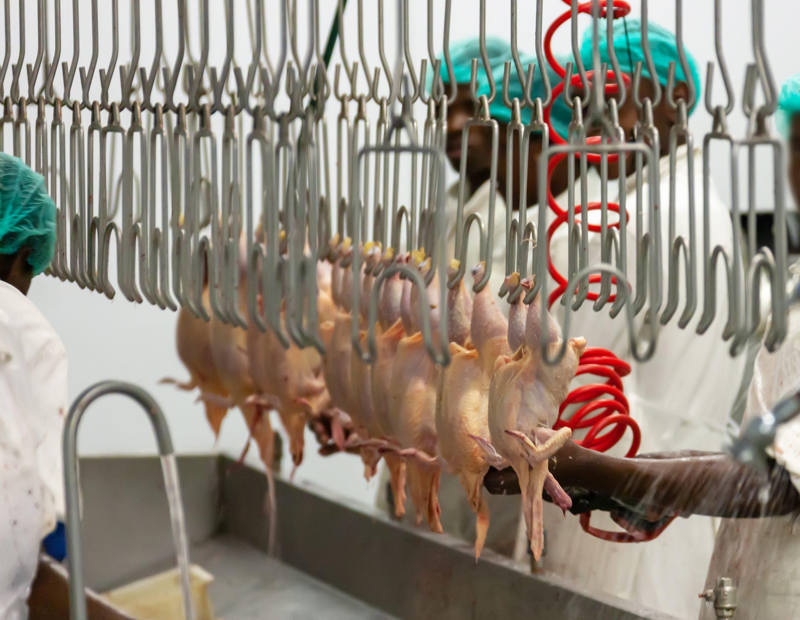 USDA forecast shows a slight increase in poultry production for 2021