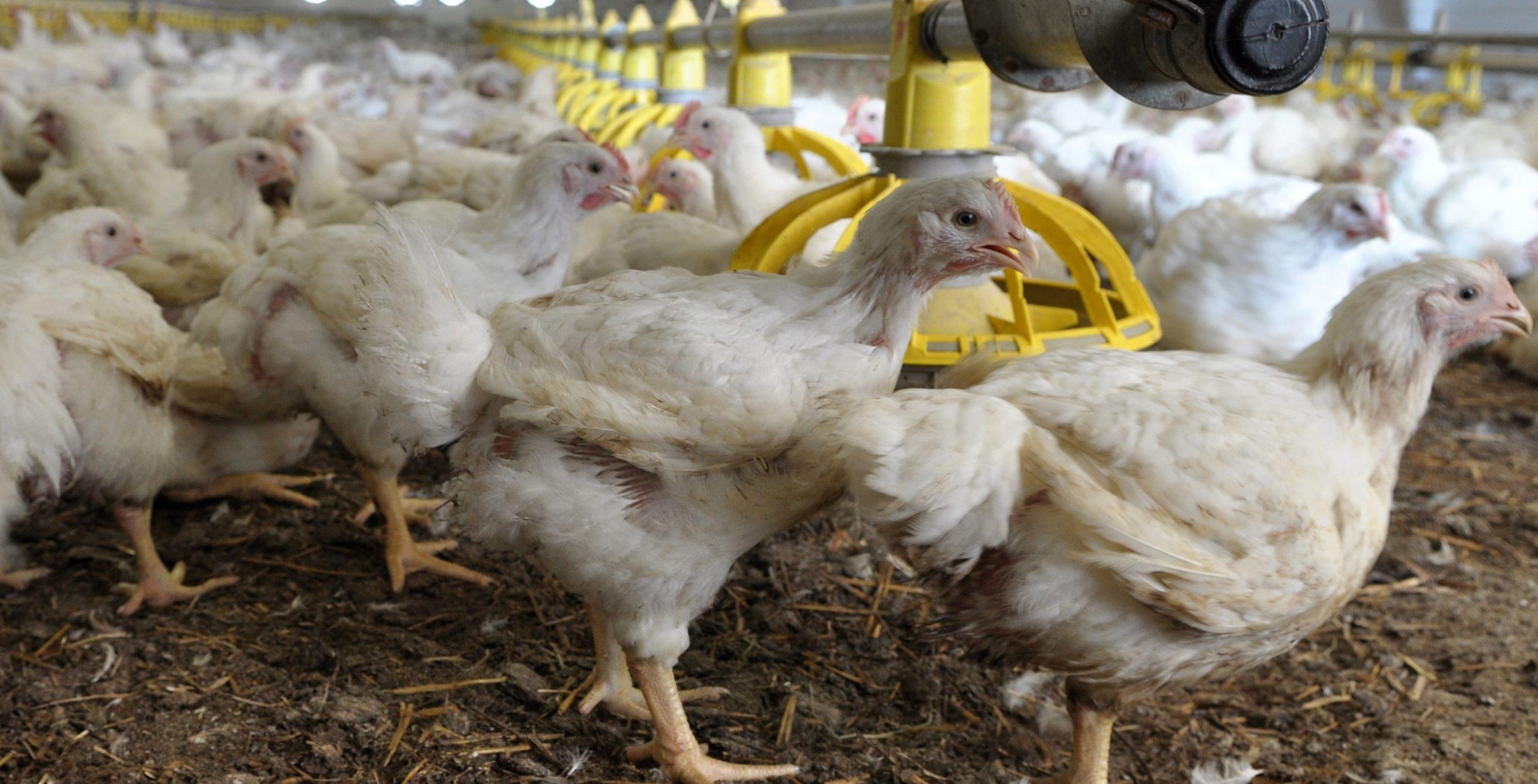 Poultry companies could be losing $19 Million (USD) per year