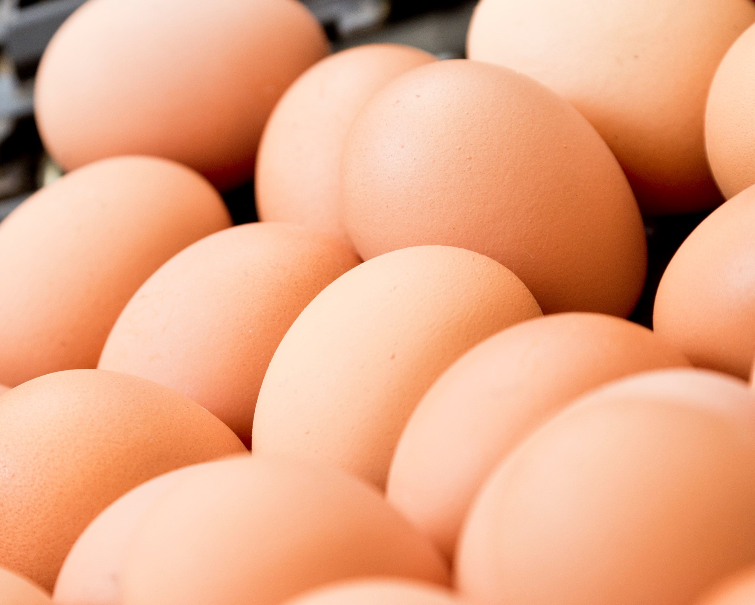 Preventing Salmonella in laying hens