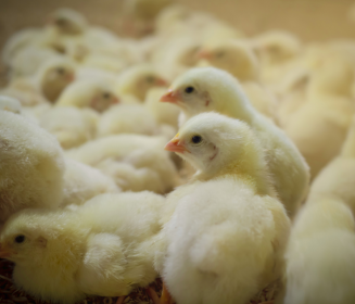 Imagen Revista Key points during the rearing phase of broiler breeder pullets