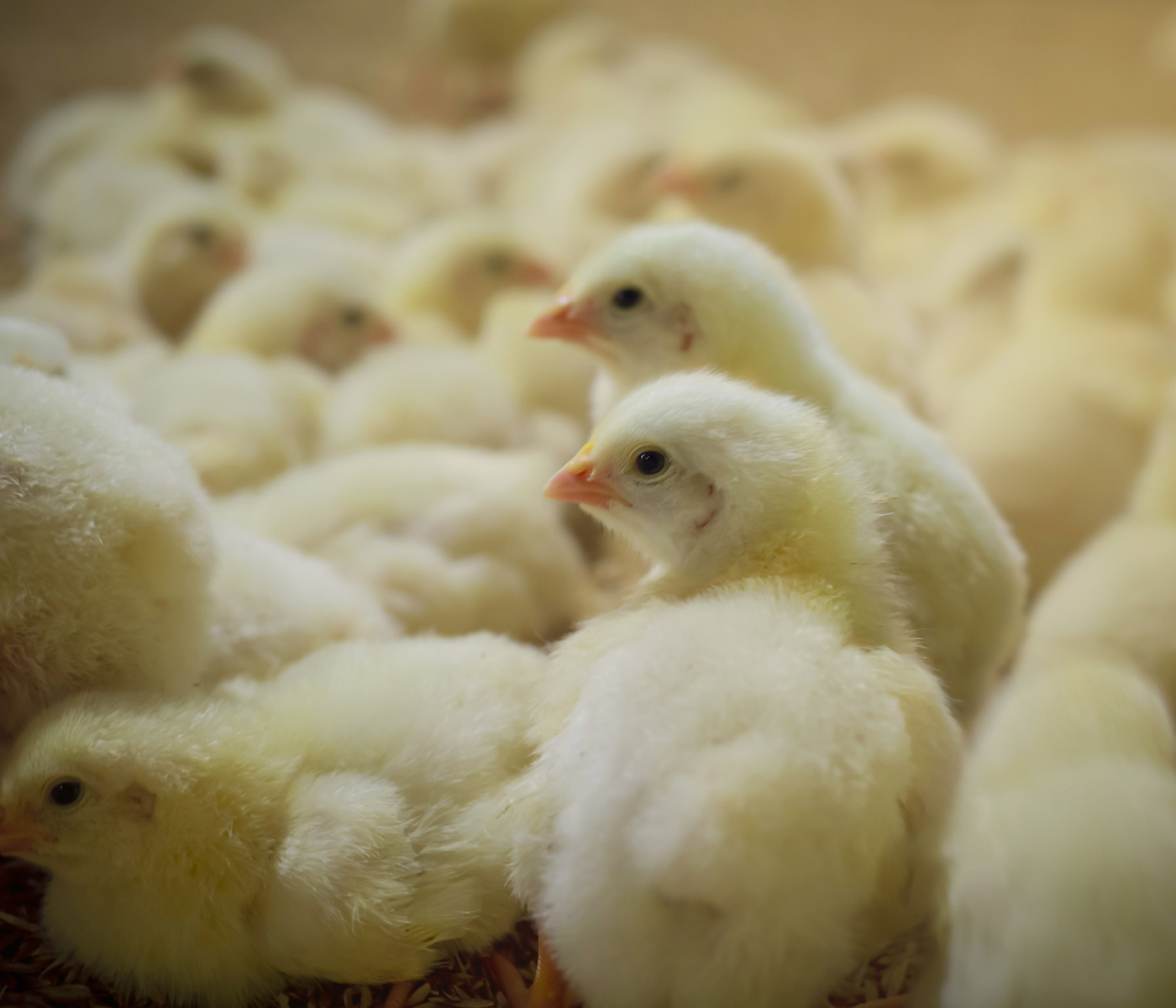 Key points during the rearing phase of broiler breeder pullets