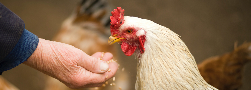 Common factors affecting intestinal health on poultry