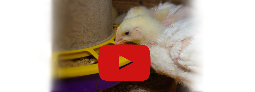 Vídeo-sobre-ABC-de-la-nutrición-animal