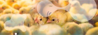 Probiotics: importance and benefits of using them in the hatchery