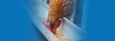 Cómo mejorar la eficiencia nutricional en dietas de avicultura
