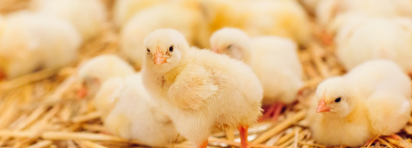 Argentina-toma-medidas-salvaguardar-producción-avícola