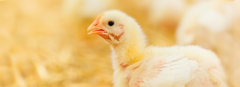 Imperativo aplicar medidas de bioseguridad en la avicultura actual