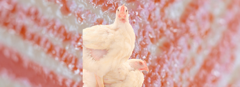 Infectious Coryza – Constant danger in broilers