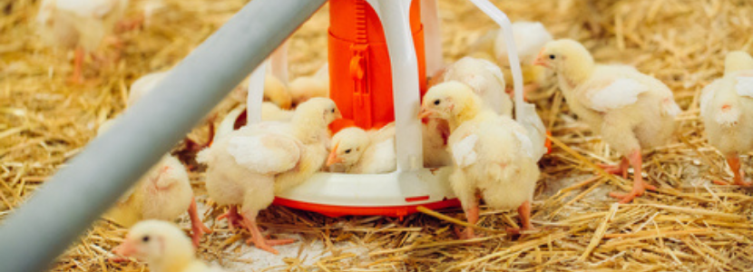 Custos de produção de frangos de corte acumulam alta de mais de 48% em 12 meses