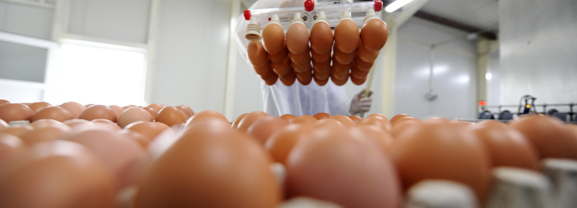exportações de ovos huevos
