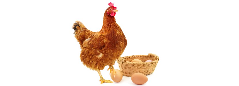 Alemania propone indicar el sistema de producción en los alimentos con huevos