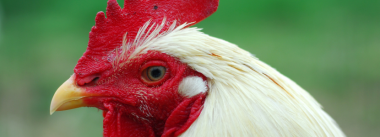 Nutritional aspects on avian male fertility