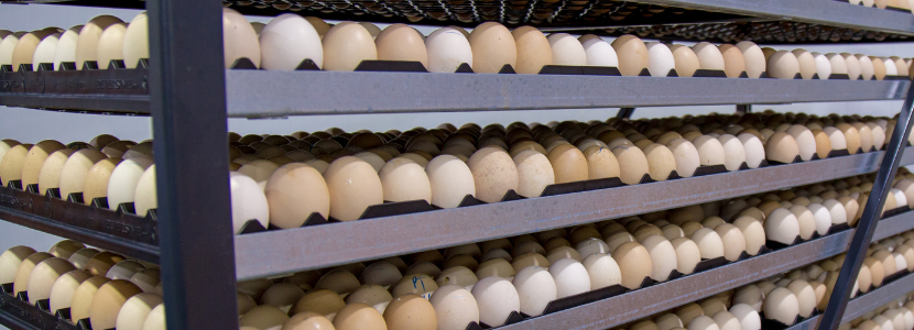 Determination of shell quality in hatching eggs