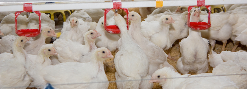 Turkish chicken meat production will grow  Million Metric Tons in 2021