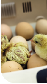 vacinação in ovo incubação