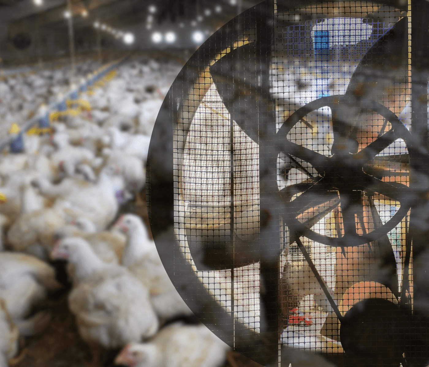 Ventilação: noções básicas para aviários de frangos de corte
