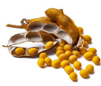 Imagen Revista Alimentación animal: Utilización de productos de soja