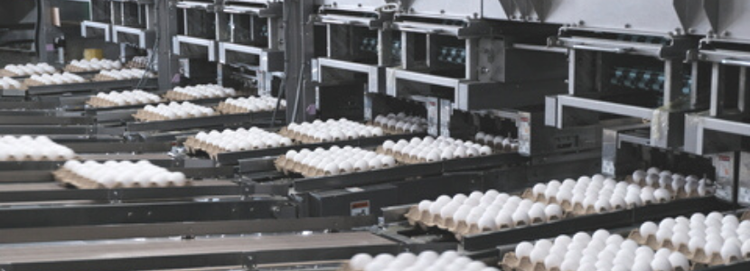 exportação de ovos in natura argentina chile 