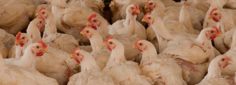 Perú-registra-aumento-precio-pollo-2021
