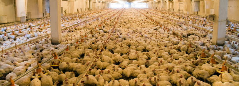 Chicken consumption, trade and avian flu update in the Japanese market