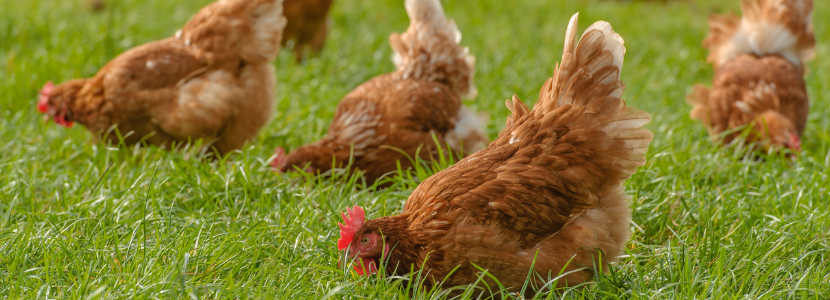 Environmental and nutritional challenges to raise laying hens in alternative systems