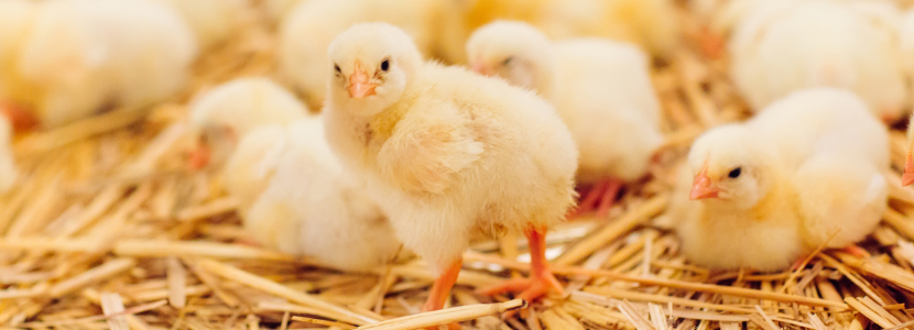 Avian influenza, feed prices and covid-19: a challenge for the recovery of the poultry industry