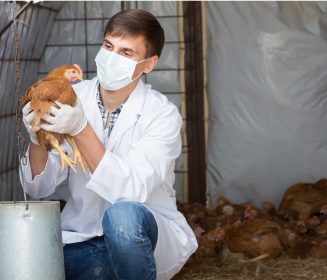 Imagen Revista Todo sobre la Influenza Aviar