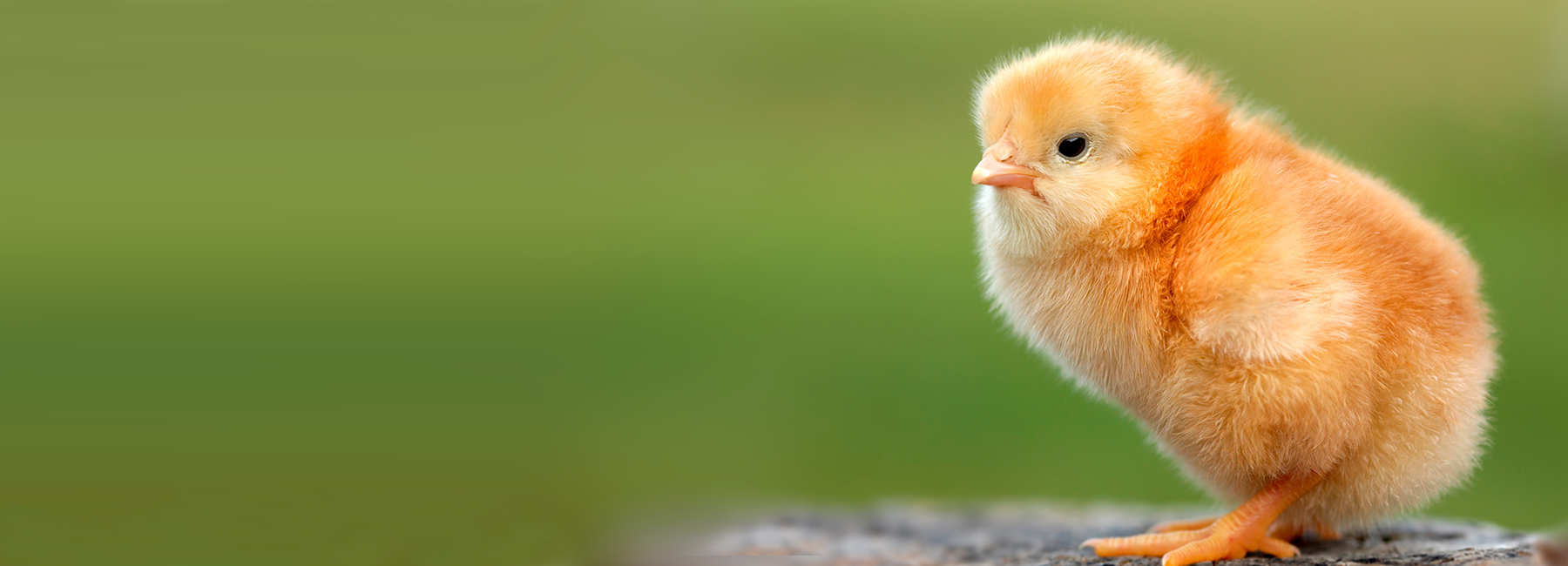 Butirex C4 : Efectos sobre el incremento de consumo y su impacto nutricional en el pollo de 0 a 14 días