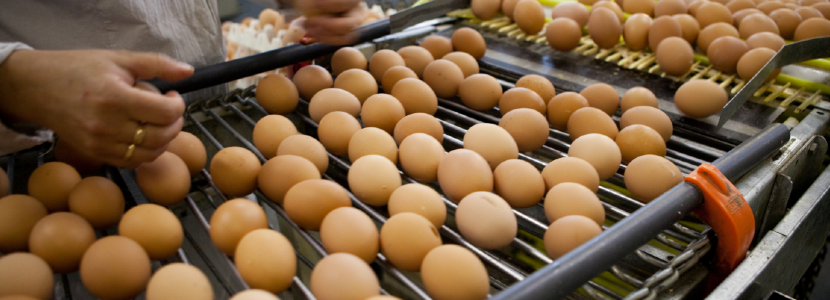 Exportaciones de huevos brasileñas: Muestran fuerte ritmo positivo a fines  del primer trimestre 2021 - aviNews, la revista global de avicultura