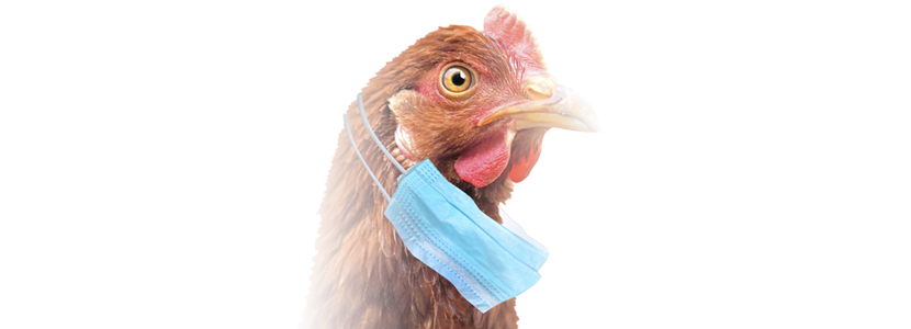La influenza aviar afecto principalmente al sector del huevo