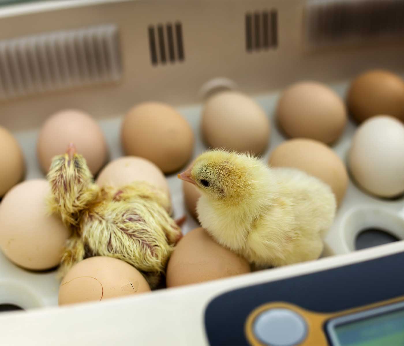 Mejora de la incubabilidad del huevo y la calidad de la cáscara gracias a la suplementación con oligoelementos