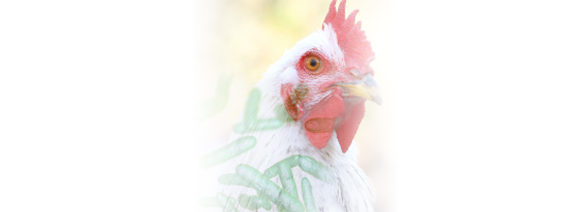 Estrategia para mitigar el riesgo de seguridad alimentaria en la producción de pollos de engorde