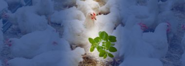 ¿Qué efectos tiene OREVITOL® sobre el estado antioxidante de los pollos de engorde?