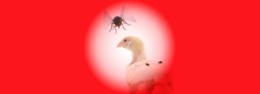 Manejo y control de infestaciones de moscas en explotaciones avícolas