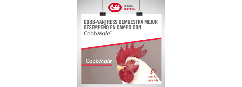 Cobb-Vantress demuestra mejor desempeño en campo con CobbMale